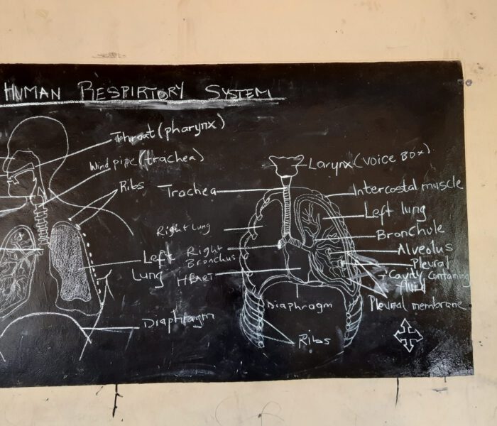 Tafel aus dem Klassenzimmer in HO mit Schema ob Körperorganen